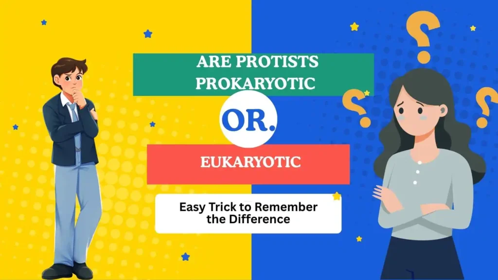 are protists prokaryotic or eukaryotic
